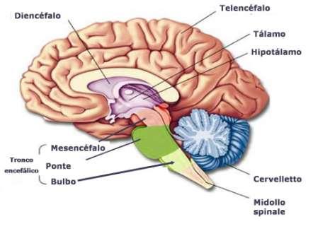Cervelletto Il cervelletto è una formazione posta sotto gli emisferi cerebrali.