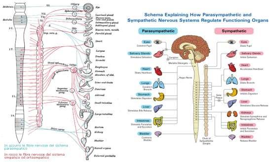 Sistema nervoso autonomo o vegetativo Controlla il movimento degli organi interni.