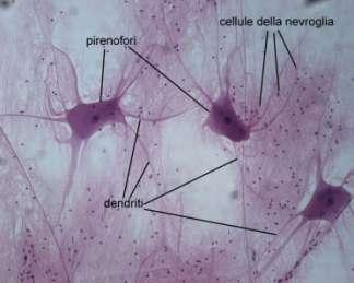 Tessuto nervoso Gli organi del sistema nervoso sono formati da tessuto nervoso.