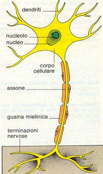 Neurone La cellula nervosa tipica è