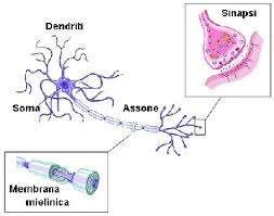 Assone è un prolungamento lungo che conduce gli impulsi provenienti dal corpo cellulare.