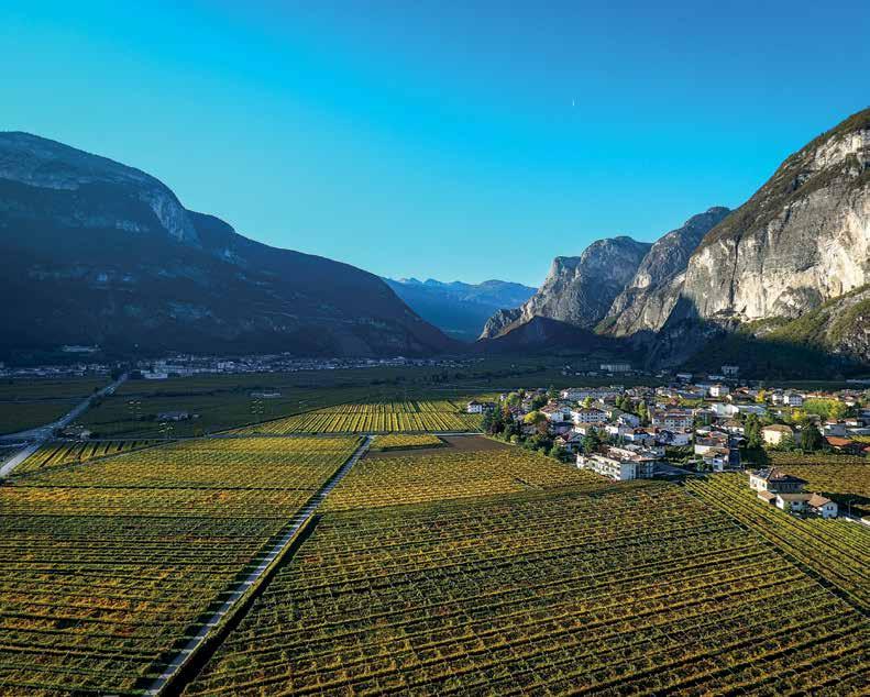 6 TRENTINO PIANA ROTALIANA Giochi di luci ed ombre riflessi sulle spettacolari, infinite, distese di vigneti con