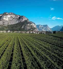 La Piana Rotaliana è una pianura alluvionale racchiusa fra le sponde del fiume Adige e del torrente Noce.