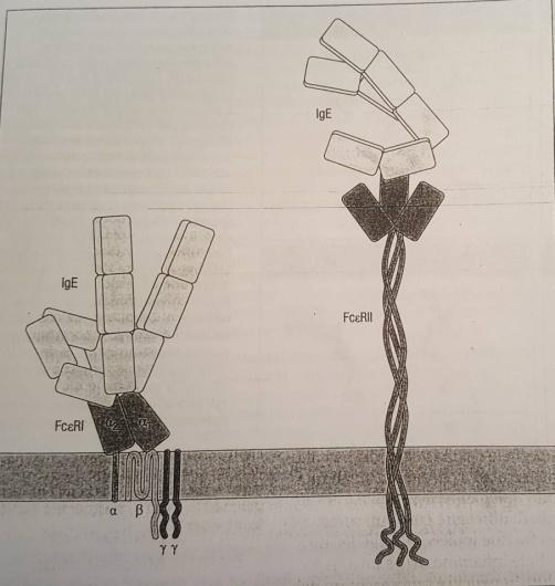 - Avere una struttura tridimensionale a gambero, piegata e asimmetrica opposta rispetto a quella delle IgG.