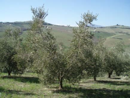 Il ruolo del potatore consiste nel soddisfare le esigenze sia dell olivo che dell olivicoltore.