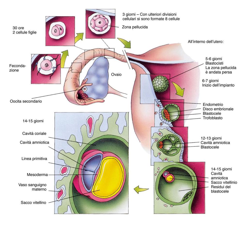 degli annessi extraembrionali (amnios e