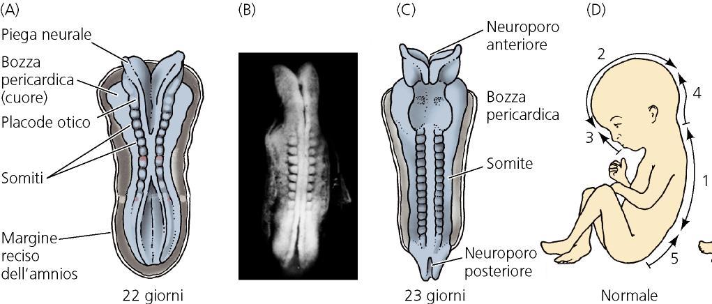 MAMMIFERI NEURULAZIONE Piastra neurale Pieghe neurali Tubo neurale