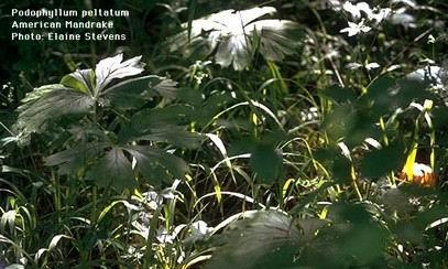 c) Derivati della podofillotossina La podofillotossina è un lignano isolato dalle radici e dai rizomi della pianta erbacea Podophyllum peltatum