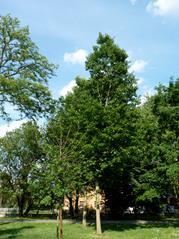 Sempre nel prato girando a sinistra verso il curvone si trova un grande Spino di Giuda (Gleditsia triacanthos) seguita da