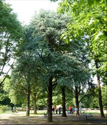 dalla pista ciclo-pedonale di via dei Platani e che in diagonale conduce all interno del parco