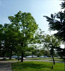 Sulla destra si trova un Abete del Caucaso (Abies nordmanniana) al centro nella foto e,