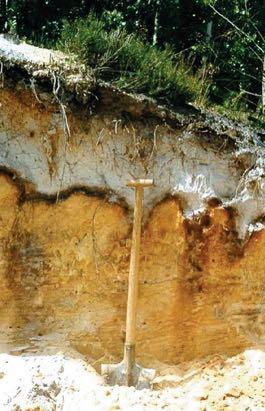 Esempi di suoli: Il suolo è un "corpo naturale - composto da materiali solidi (minerali e sostanza organica), liquidi e gassosi - che si estende sulla superficie della Terra e possiede una profondità