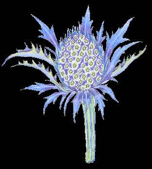 questo fiore e le sue tinte blu