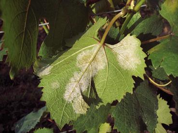 Rimane ovunque elevato il rischio di attacchi peronosporici sui grappoli, per cui è necessario mantenere una buona copertura della vegetazione. 2.