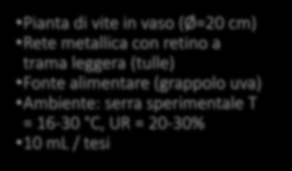 metallica con retino a trama leggera (tulle) Fonte alimentare