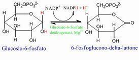 Metodo di dosaggio enzimatico del glucosio plasmatico a digiuno per diagnosi di IFG (Impaired Fasting Glycemia, glicemia anomala a digiuno) Enzimi utilizzati Glucosio ossidasi (presenta molte