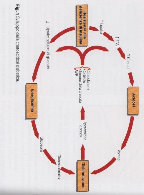 CHETOACIDOSI DIABETICA (DKA) Iperglicemia Glicosuria Diuresi osmotica Perdita di acqua ed elettroliti (sodio, potassio, magnesio, cloruro, fosfato) / Resistenza/deficienza di