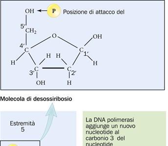 Dopo l innesco, la DNA polimerasi aggiunge nucleotidi all estremità 3