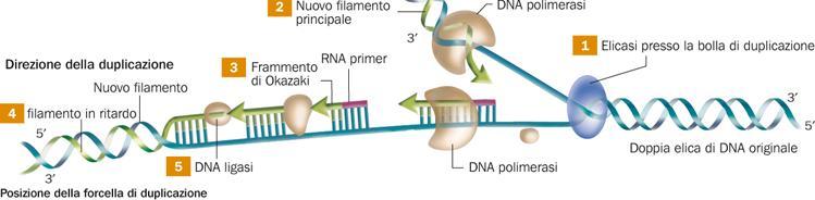 Il secondo filamento di DNA si duplica in direzione opposta alla forcella Il filamento guida (leading strand) viene duplicato a partire dal primer verso la forcella di duplicazione, mentre l altro