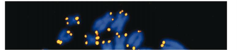 I telomeri In molti eucarioti le estremità dei cromosomi