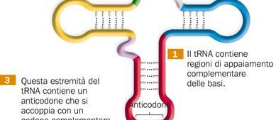 Nella traduzione, ogni RNA di trasporto (trna) veicola un amminoacido I trna trasferiscono gli amminoacidi che si trovano nel citoplasma ai ribosomi, dove l