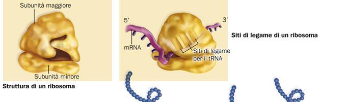 La traduzione ha luogo presso i ribosomi presenti nel citoplasma I ribosomi hanno un sito di legame