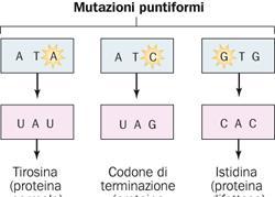 Le mutazioni rendono difettosi i geni e quindi alterano l espressione genica Le mutazioni puntiformi implicano un cambiamento in un singolo nucleotide di DNA e, di