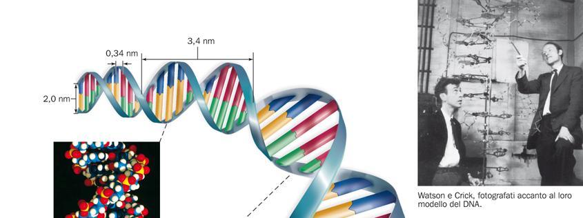 La molecola del DNA ha la forma di una doppia elica