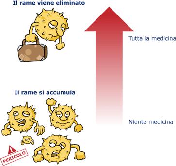 Perchè devo prendere le medicine? Le medicine controllano la presenza di rame nel fegato. L accumulo di questa sostanza può procurare numerosi danni.