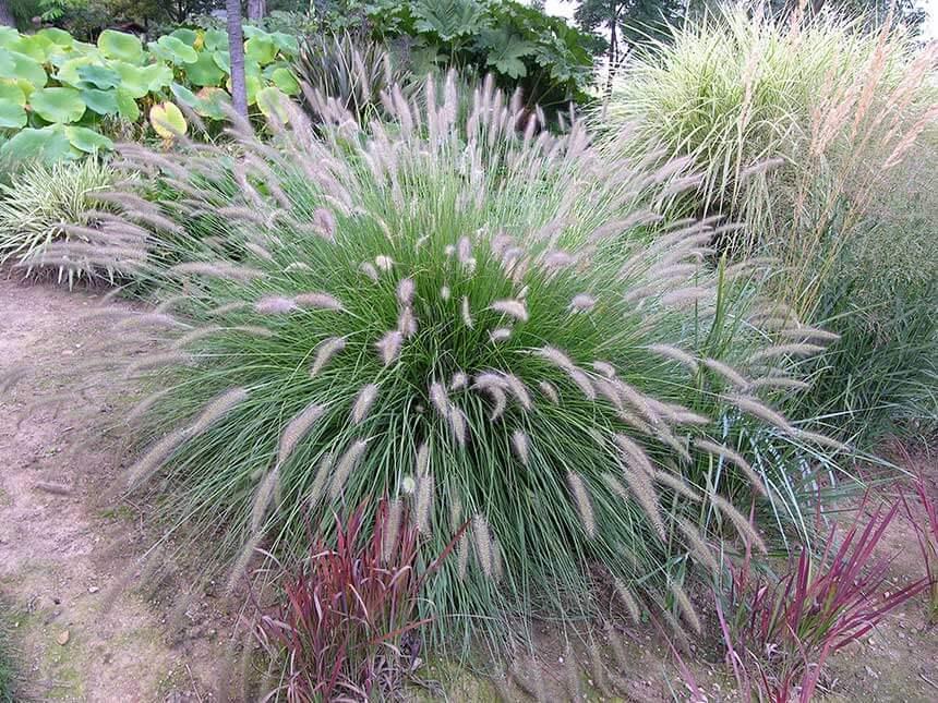 Resistenza al gelo: sì Altezza pianta: circa 80cm 1 mt Fiori Fiorisce in successione da fine estate ad ottobre,