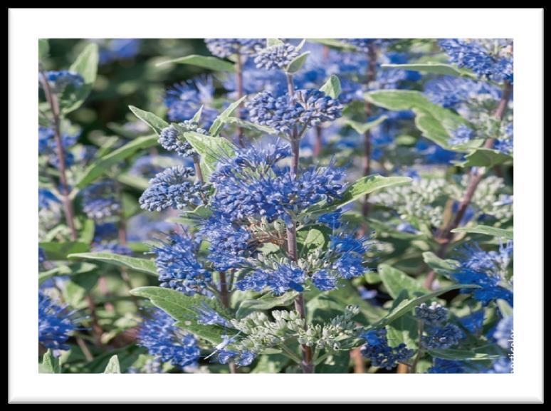 Il Caryopteris clandonensis è un piccolo arbusto a foglie