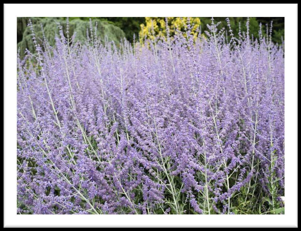 Detta anche salvia Russa Resistenza al gelo: sì Altezza pianta: circa 50 cm