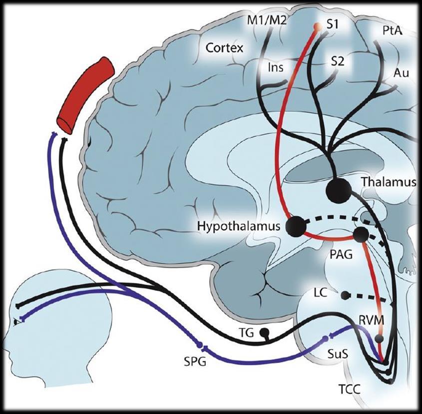 L interazione con siti multipli riduce l eccitabilità cerebrale e protegge I neuroni in condizioni di elevata richiesta energetica, come la iperattività neuronale - Attività sui canali del Sodio CSD