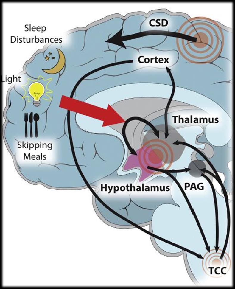 La terapia dell emicrania deve tener conto della complessa interazione esistente fra network neuronali e stress omeostatici nell influenzare la processazione del