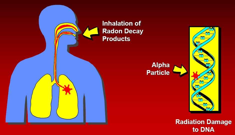 Le particelle hanno la possibilità di penetrare l epitelio quando nelle vie bronchiali periferiche, in prossimità degli alveoli polmonari, lo