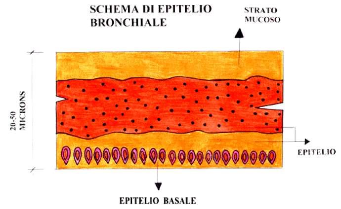 Le radiazioni, a causa della loro grande massa, entrando in una zona ricca di cellule in mitosi (epitelio basale) e incontrando il DNA, sono