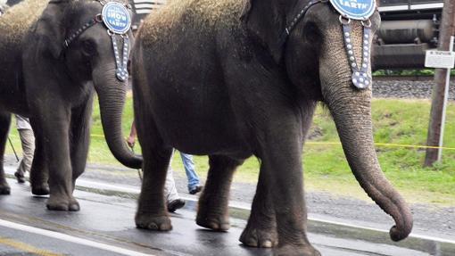 Elefante del Ringling colpito da un proiettile 10.04.2013 TUPELO, Mississipi - Le autorità competenti hanno riferito che un elefante del Ringling Bros.