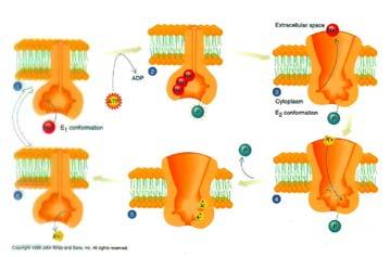 Per ogni molecola di ATP idrolizzata all interno della cellula, sono pompati tre ioni Na + verso l esterno e due ioni K + verso l interno.