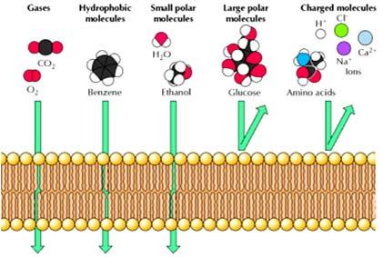 Permeabilità dei doppi strati fosfolipidici Un bilayer sintetico di fosfolipidi è permeabile alle piccole molecole idrofobiche e alle piccole molecole polari non cariche I gas, le molecole