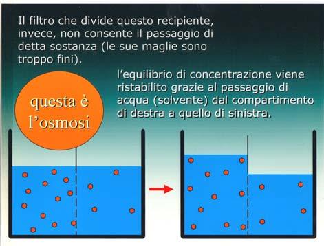 Acqua, osmosi, cellule (2) Nei tessuti animali le cellule sono immerse in un fluido extracellulare ricco di soluti, specialmente Na + e Cl, che bilancia la concentrazione intracellulare dei soluti