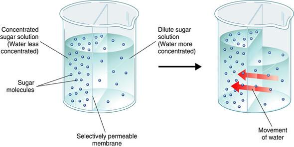 Tuttavia, questo equilibrio rischia sempre di essere alterato, a causa di tutti i soluti che continuamente penetrano nella cellula seguendo ciascuno il proprio gradiente elettrochimico.