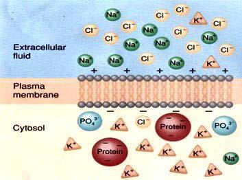 extracellulare. Nel citosol (fluido intracellulare) ci sono 10 cationi (1 Na + e 9 K + ) e 5 anioni (1 Cl,2 PO 4 3, e 2 proteine 3 ).