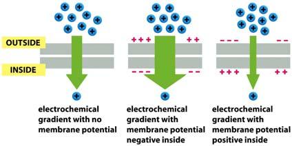 Gradiente elettrochimico: Influenza combinata di una differenza nella concentrazione di un ione ai due lati di una membrana e la differenza di carica elettrica attraverso la membrana ( potenziale di