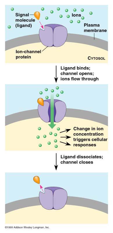 Trasduzione mediata da modificazione del potenziale di membrana I segnali elettrici sono utilizzati dalla cellula per condurre informazioni rapidamente e a lunga distanza che spesso sono tradotte in