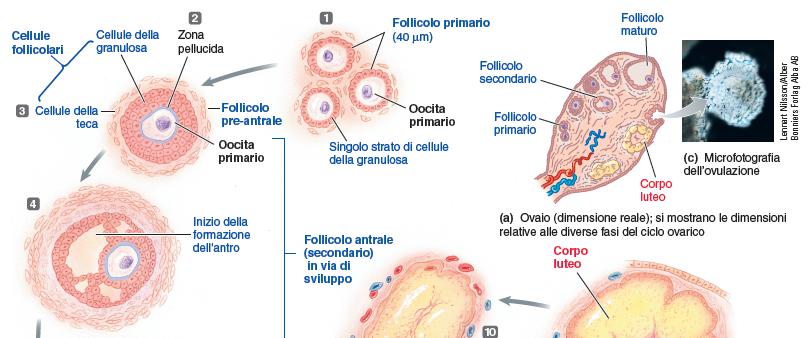 Ciclo