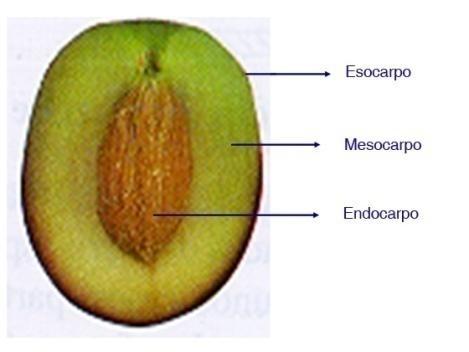 Epicarpo 1,5-3 % Mesocarpo (polpa) 76-85 % Endocarpo (nocciolo) 13-23 % L olio è prevalentemente contenuto nelle celle oleifere della polpa, che presenta inoltre un 50%