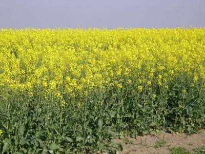 OLIO DI COLZA Semi di Brassica campestris. o di Brassica napus, crucifere largamente coltivate nell Europa centrosettentrionale e in India.