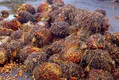 GRASSO/OLIO DI PALMA E PALMISTO Frutto della palma da olio