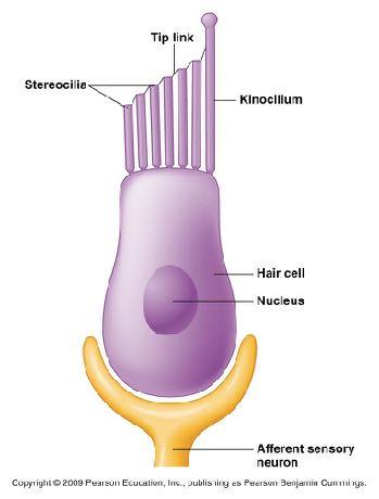 Cellule