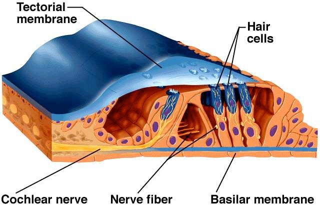 Cellula